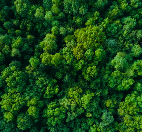 Top view of trees image